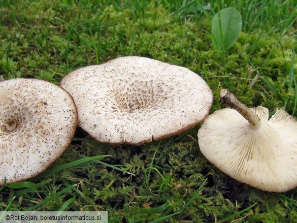 Lentinus tigrinus