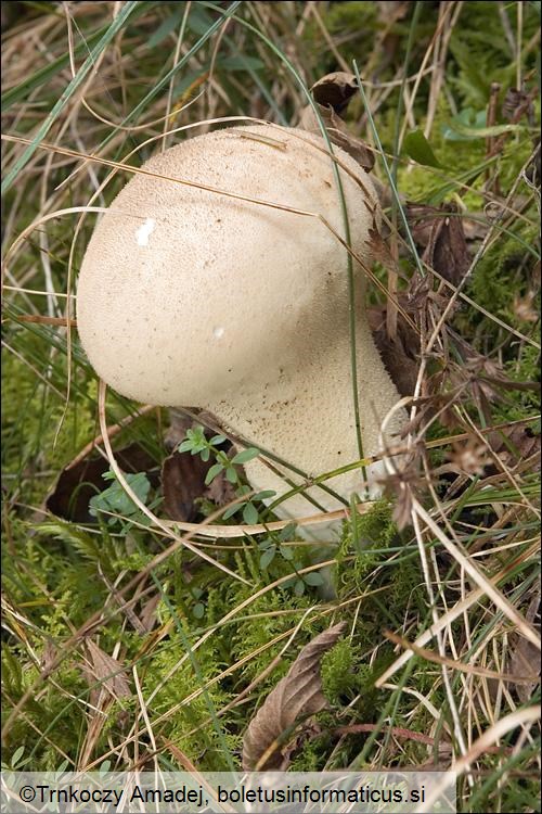 Lycoperdon molle