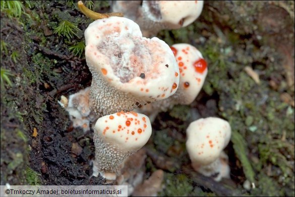 Hydnellum ferrugineum