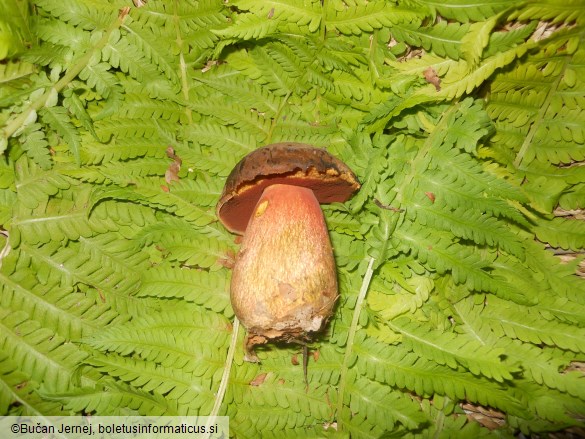Boletus erythropus
