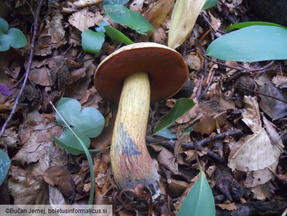 Boletus luridus