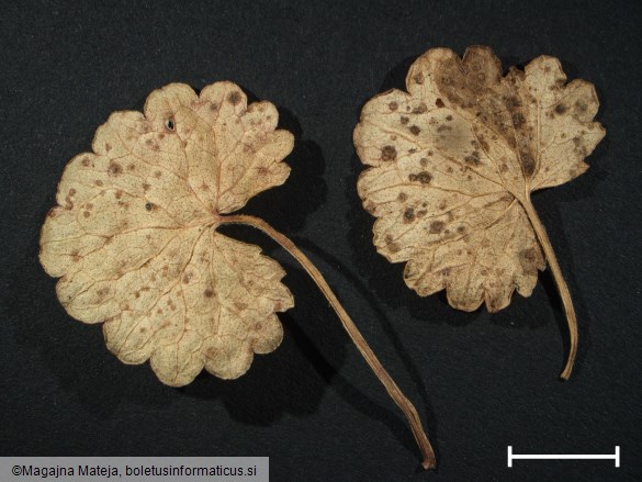 Puccinia glechomae