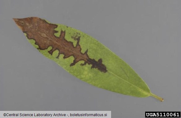 <i>Phytophthora kernoviae</i> na <i>Rhododendron</i> spp.