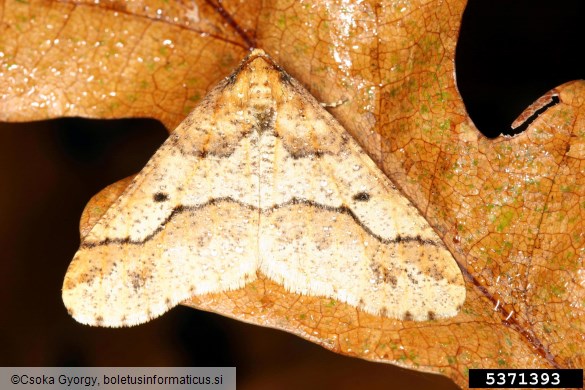 veliki zimski pedic ali veliki zmrzlikar (<i>Erannis defoliaria</i>)