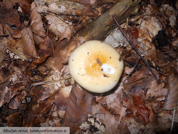 Russula solaris