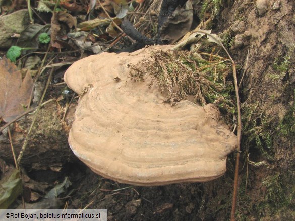 Ganoderma lipsiense