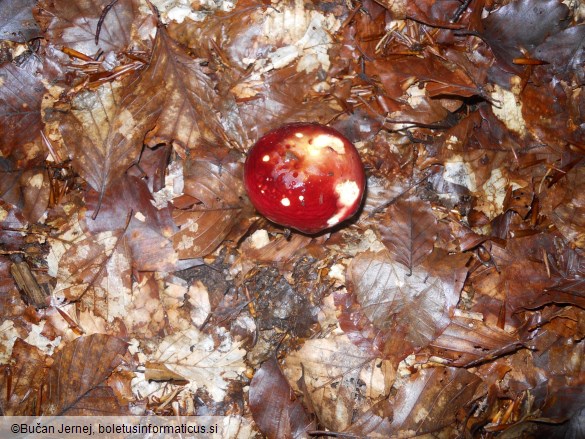 Russula xerampelina