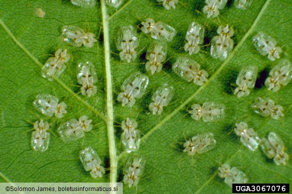 platanova čipkarka (<i>Corythuca ciliata</i>)