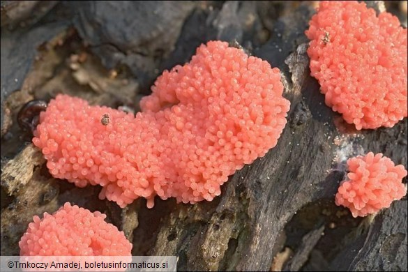 Tubifera ferruginosa