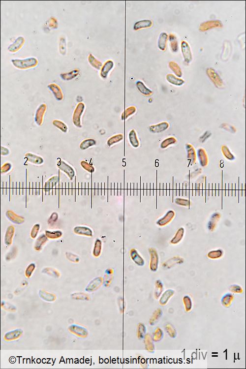 Pycnoporus cinnabarinus