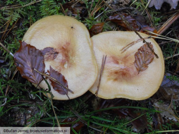 Tricholomopsis rutilans