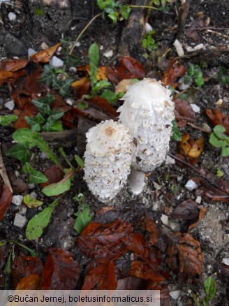 Coprinus comatus