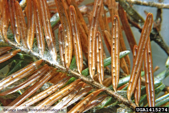 <i>Cytospora pinastri</i> na <i>Abies alba</i>