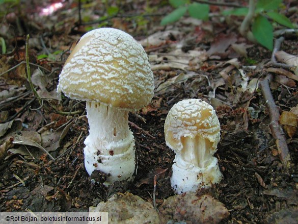 Amanita gemmata