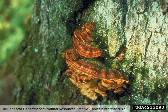 borov plutač (<i>Phellinus pini</i>) na <i>Pinus</i> spp.