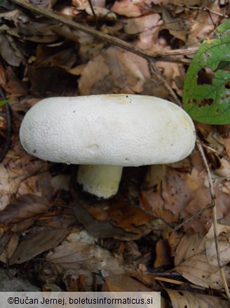 Lactarius vellereus