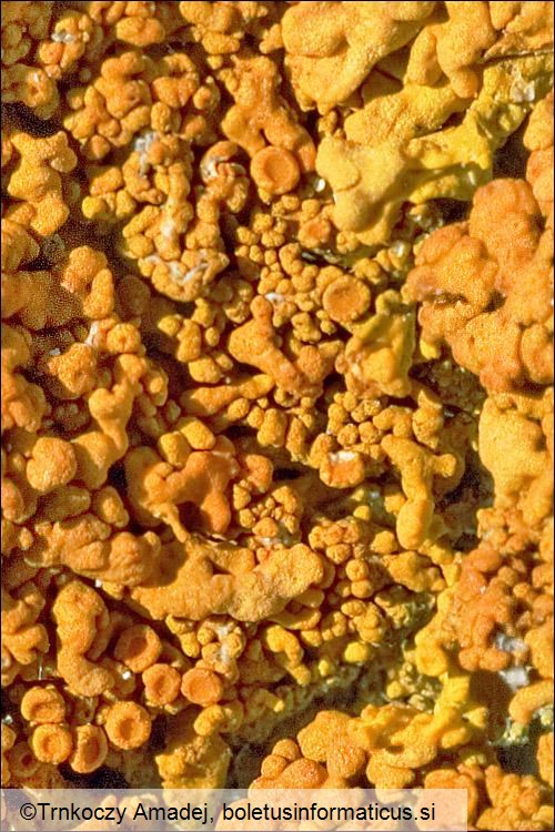 Xanthoria calcicola