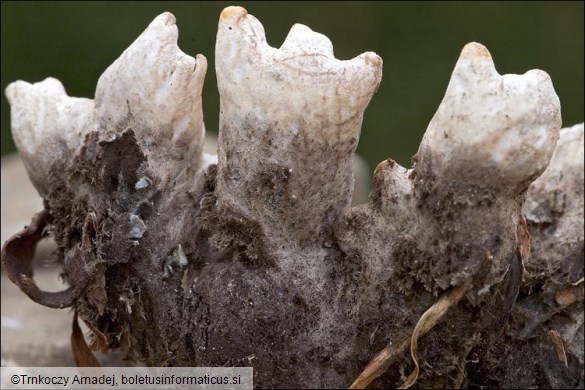 Peltigera aphthosa