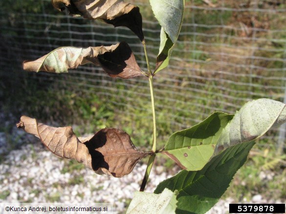 <i>Phyllactinia fraxini</i> na <i>Fraxinus excelsior</i>