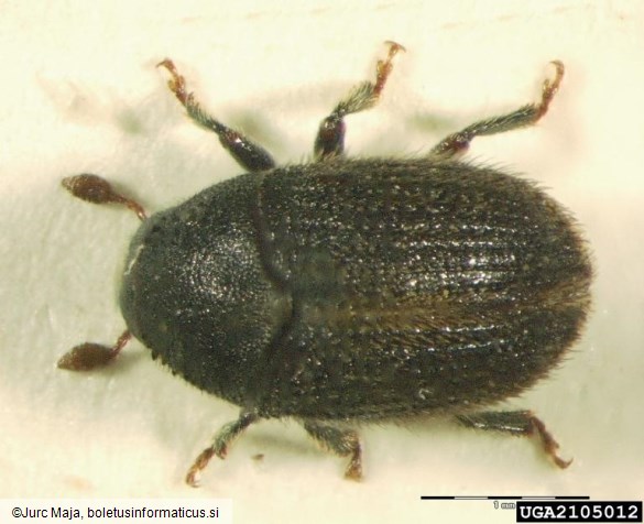 mali črni jesenov ličar (<i>Hylesinus oleiperda</i>)