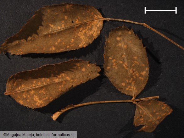 Phragmidium subcorticium