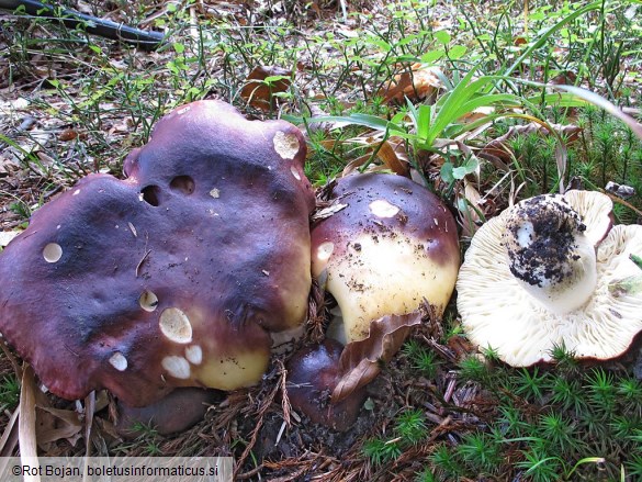 Russula viscida