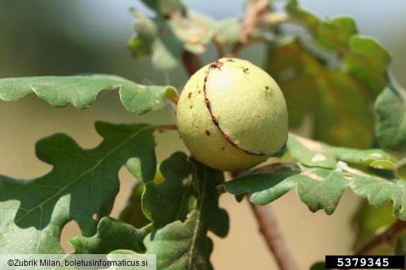 <i>Andricus quercustozae</i> na <i>Quercus</i> spp.