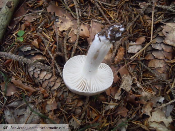 Hygrophorus agathosmus