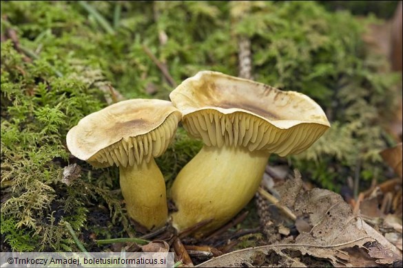 Tricholoma sulphureum