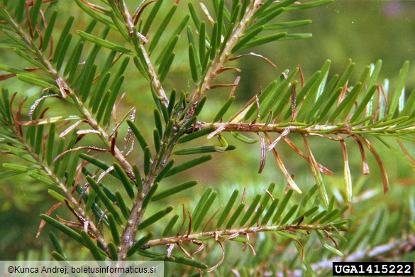 rja jelovih iglic (<i>Pucciniastrum epilobii</i>) na <i>Abies alba</i>