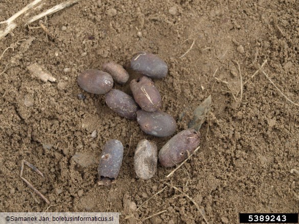 dlakoritec ali brezov veščec (<i>Eriogaster lanestris</i>)