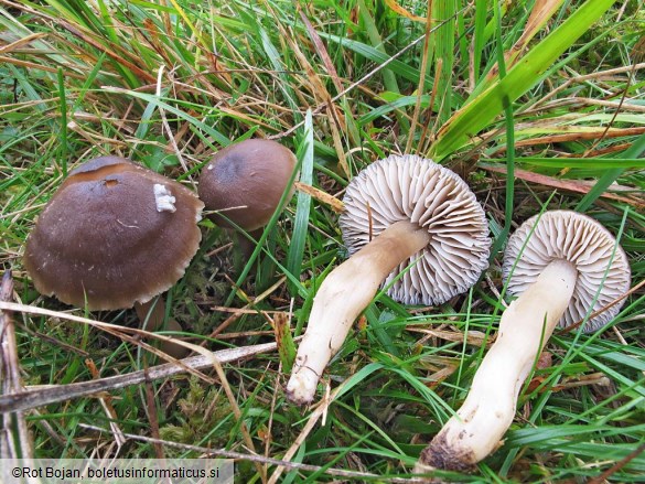 Hygrocybe nitrata