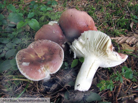 Russula vesca