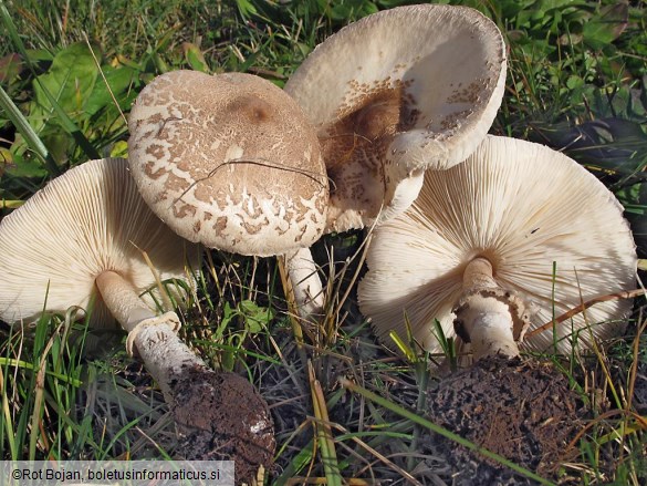 Macrolepiota excoriata