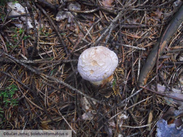 Cortinarius traganus