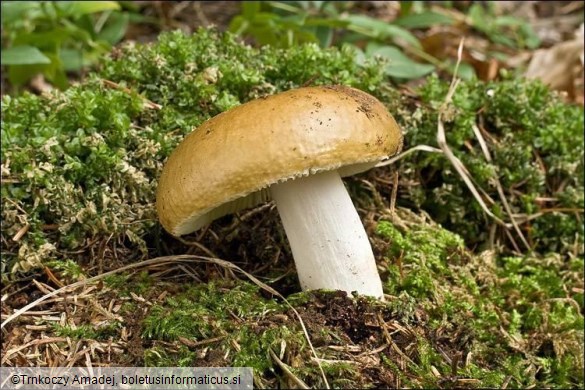 Russula ochroleuca