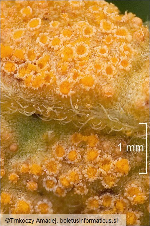 Puccinia lycoctoni