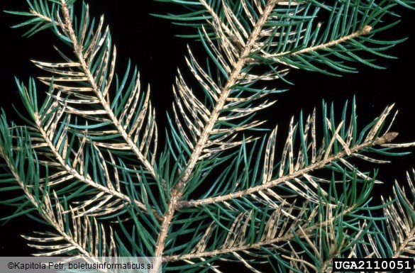 <i>Lirula macrospora</i> na <i>Picea abies</i>