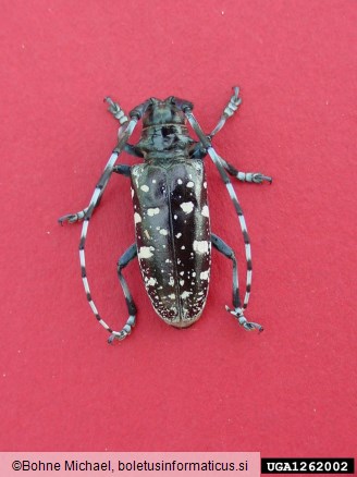 azijski kozliček (<i>Anoplophora glabripennis</i>)