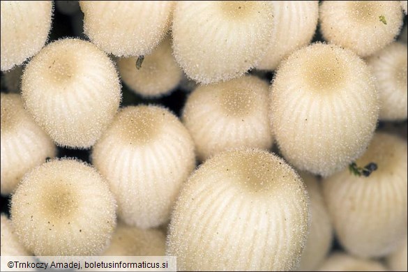 Coprinellus disseminatus