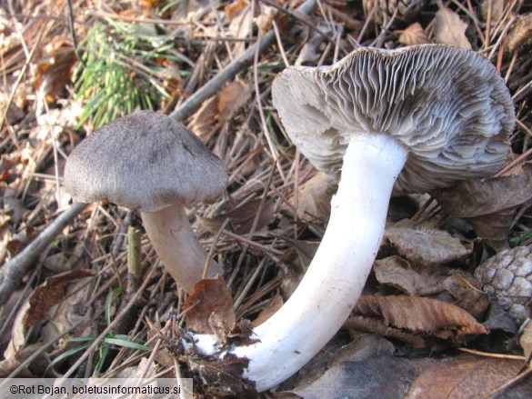 Tricholoma terreum