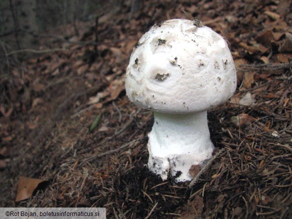 Amanita strobiliformis