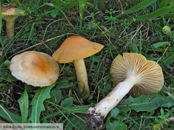 Hygrocybe pratensis