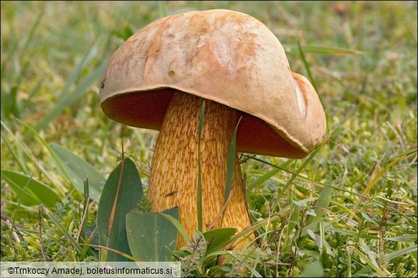 Boletus luridus