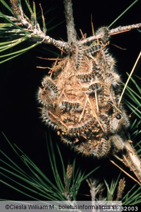 pinijev sprevodni prelec (<i>Thaumatopoea pityocampa</i>) na <i>Pinus brutia</i>