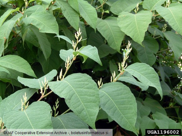 japonski dresnik (<i>Fallopia japonica</i>)