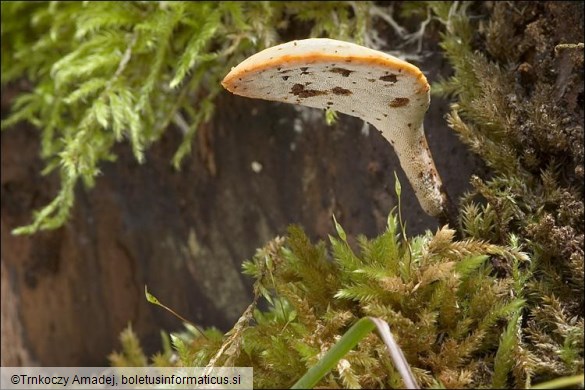 Polyporus varius