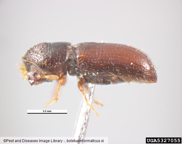 jelov vejni lubadar (<i>Pityophthorus pityographus</i>)