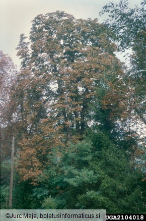 listni zavrtač divjega kostanja (<i>Cameraria ohridella</i>) na <i>Aesculus hippocastanum</i>