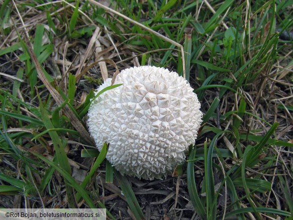 Lycoperdon marginatum